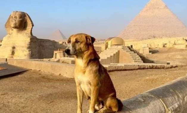 The famed Egyptian dog Boka who climbed the Khafre pyramid.