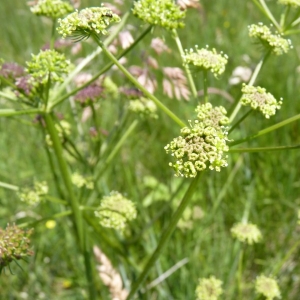 Epikeros pyrenaicus (L.) Raf. (Angélique des Pyrénées)