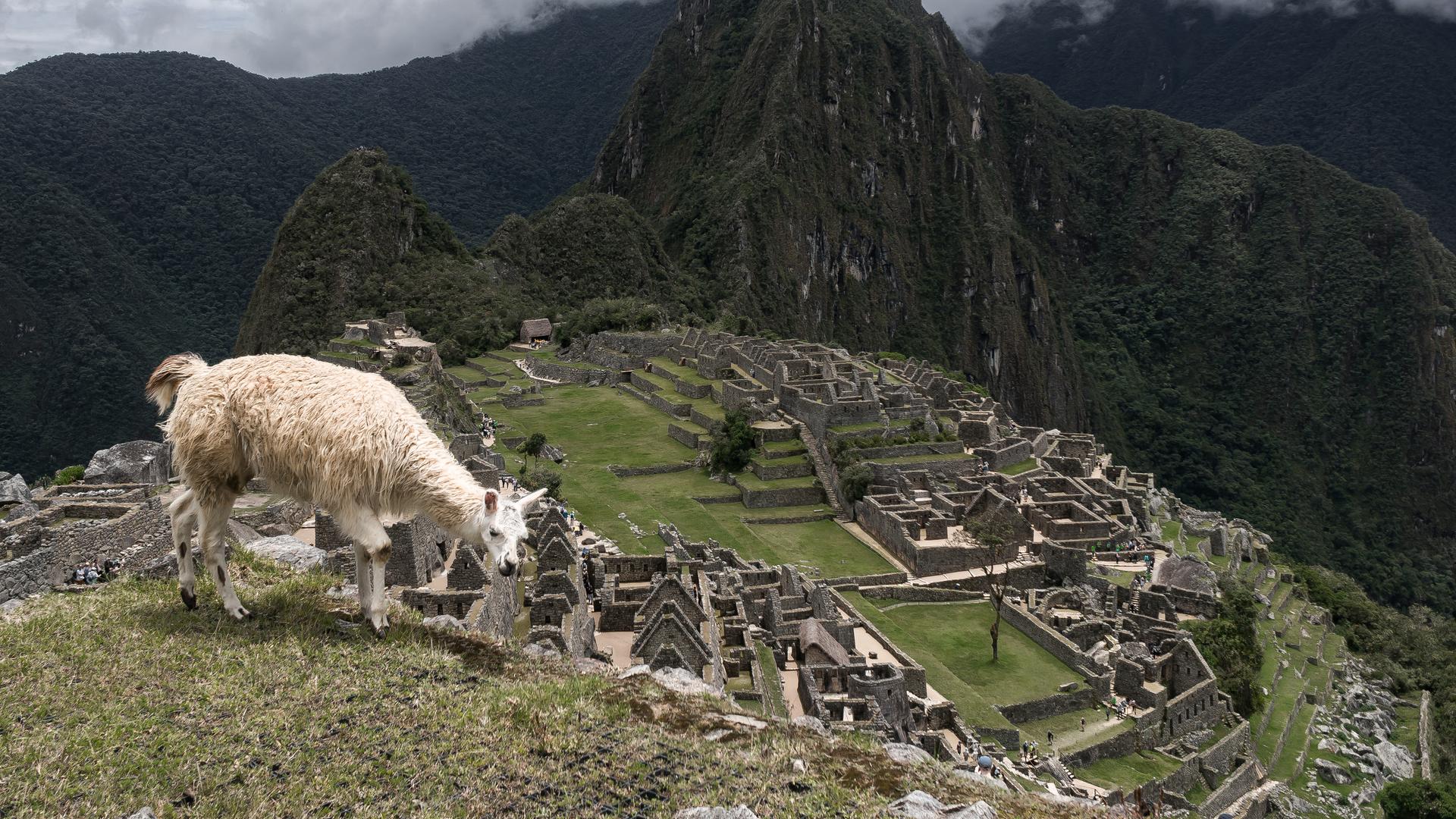 Gesamtansicht der alten Inka-Ruinen von Machu Picchu im Urubamba-Tal, nördlich der Andenstadt Cusco in Peru. Auf dem Berg grasst ein Lama.