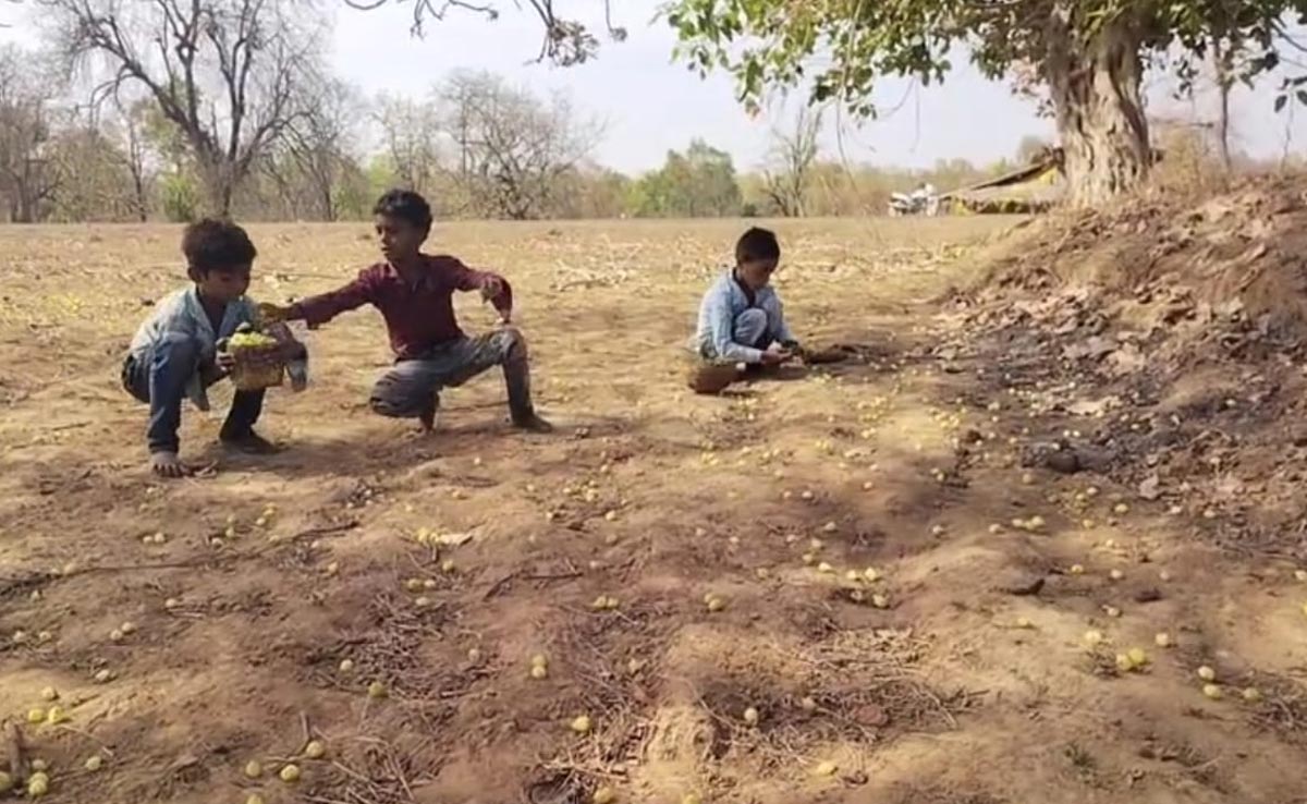 Chhattisgarh: इन दिनों महुए की हो रही बरसात, ग्रामीणों के लिए कमाई का अच्छा स्रोत बन रही यह वनोपज