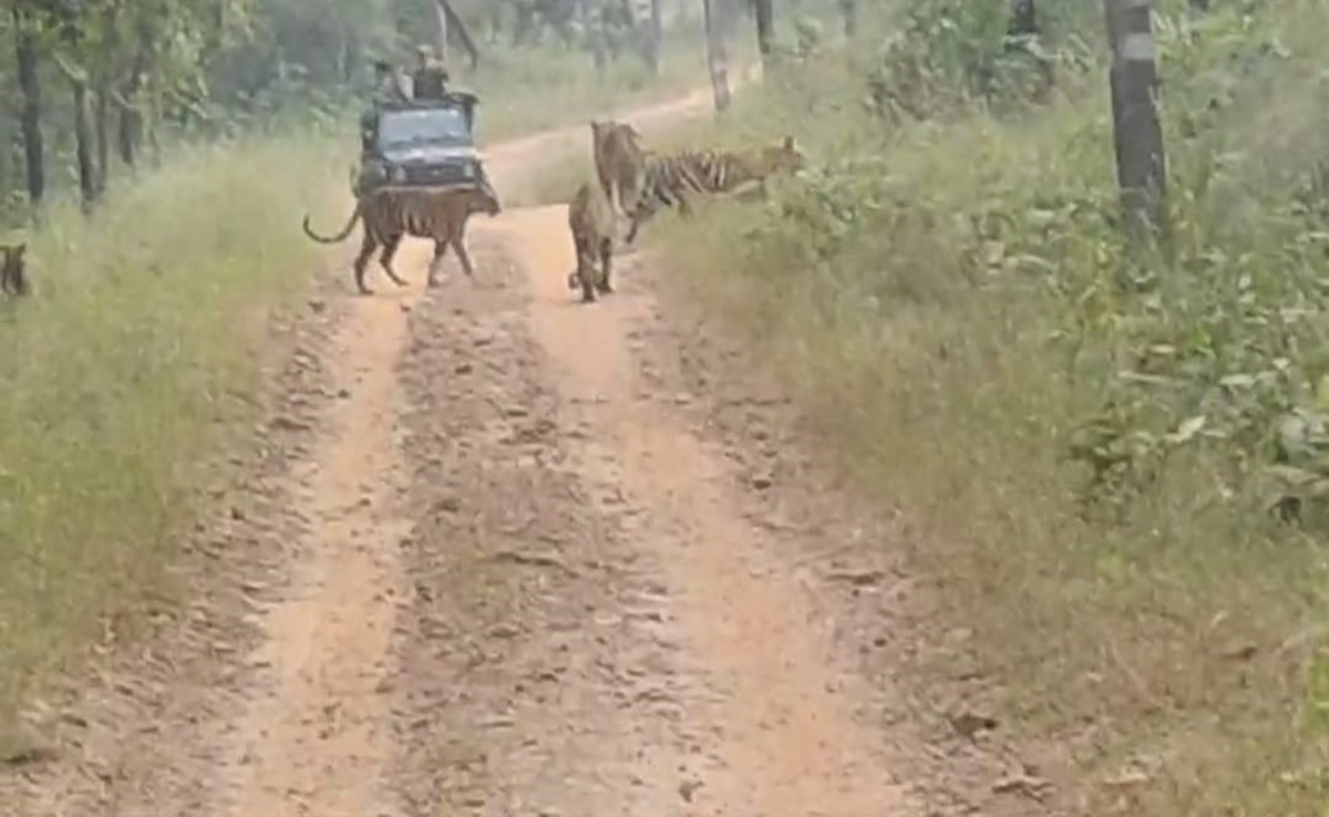 Tiger Reserve: संजय टाइगर रिजर्व में पर्यटकों का मन मोह रहे हैं वनराज, खुले में घूमते दिखे एक साथ इतने बाघ