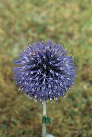 Globe thistle (Echinops)