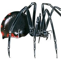 Black widow spider