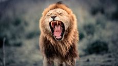 A lion yawning in the Masai Mara national park, Kenya