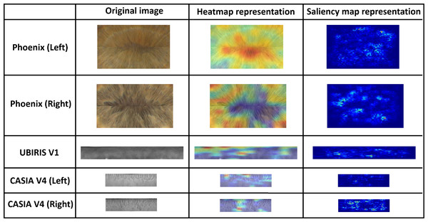 Heatmap representation of activation functions and saliency map representation for all used datasets.