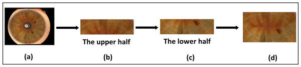 The proposed template generation for the Phoenix dataset.