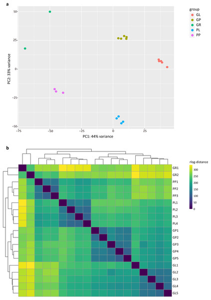 Exploratory analysis of the correlation between RNA-seq samples.