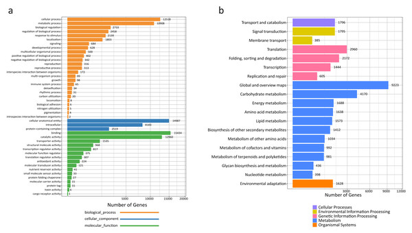 GO and KEGG annotation of R. tanguticum unigenes.