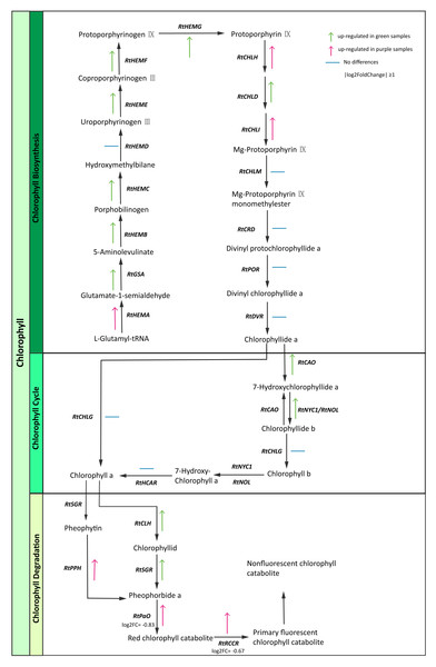 Chlorophyll candidate pathway in R. tanguticum.