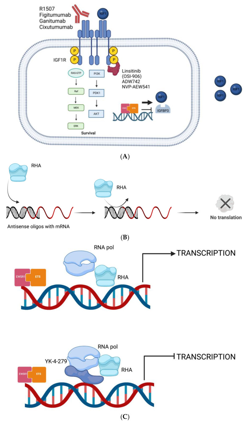 An external file that holds a picture, illustration, etc.
Object name is biomedicines-11-00874-g001.jpg