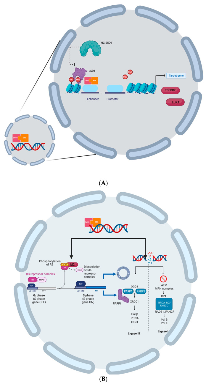 An external file that holds a picture, illustration, etc.
Object name is biomedicines-11-00874-g002.jpg