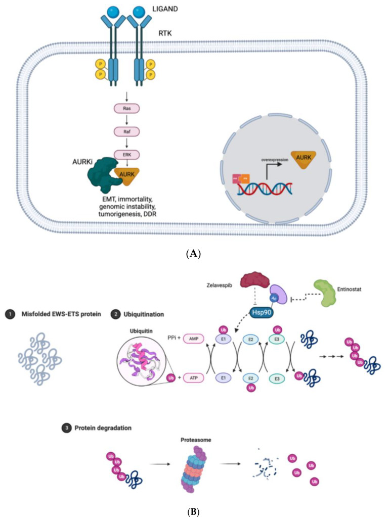 An external file that holds a picture, illustration, etc.
Object name is biomedicines-11-00874-g003a.jpg