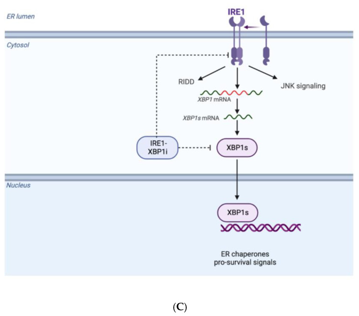 An external file that holds a picture, illustration, etc.
Object name is biomedicines-11-00874-g003b.jpg