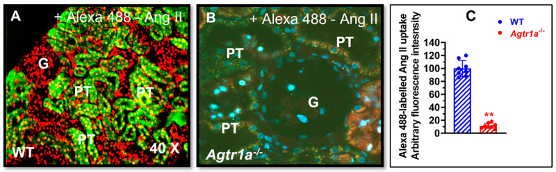 An external file that holds a picture, illustration, etc.
Object name is cells-12-01492-g002.jpg