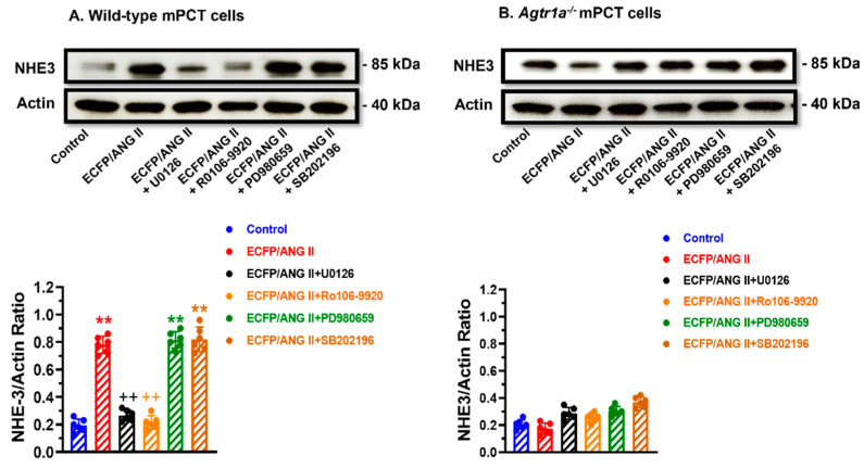 An external file that holds a picture, illustration, etc.
Object name is cells-12-01492-g005.jpg