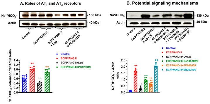 An external file that holds a picture, illustration, etc.
Object name is cells-12-01492-g006.jpg