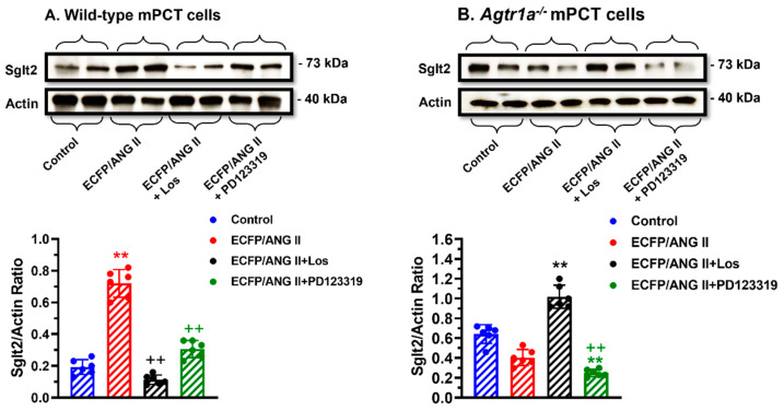 An external file that holds a picture, illustration, etc.
Object name is cells-12-01492-g007.jpg