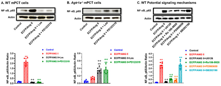 An external file that holds a picture, illustration, etc.
Object name is cells-12-01492-g008.jpg