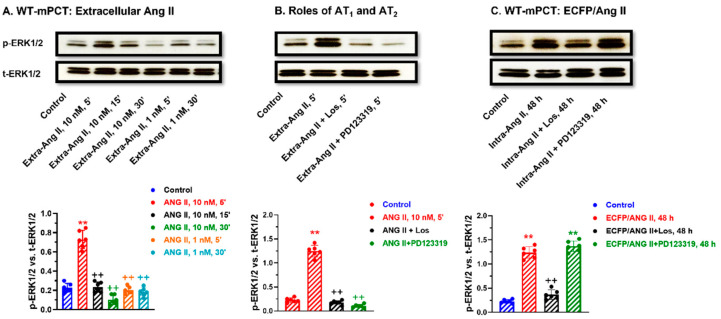 An external file that holds a picture, illustration, etc.
Object name is cells-12-01492-g009.jpg