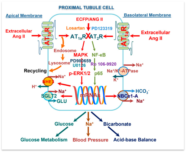 An external file that holds a picture, illustration, etc.
Object name is cells-12-01492-g011.jpg