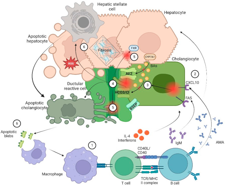 An external file that holds a picture, illustration, etc.
Object name is biomedicines-11-01713-g001.jpg