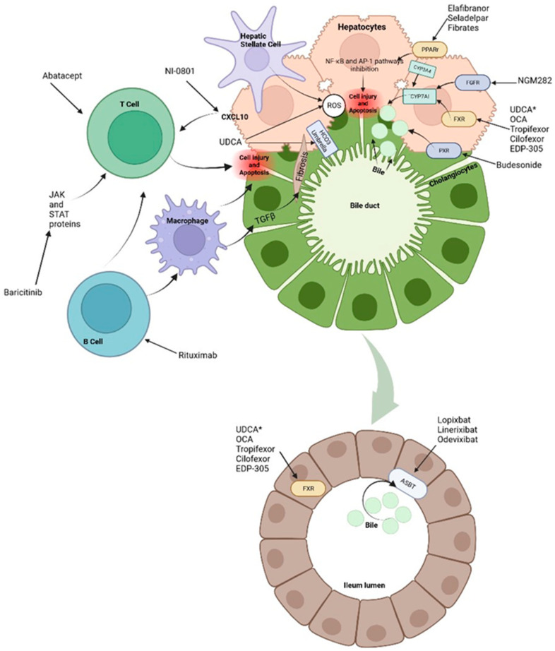 An external file that holds a picture, illustration, etc.
Object name is biomedicines-11-01713-g002.jpg