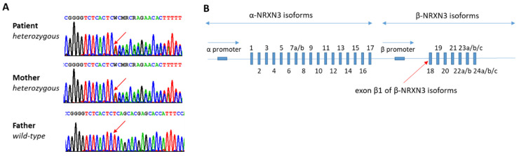 An external file that holds a picture, illustration, etc.
Object name is genes-14-01217-g001.jpg