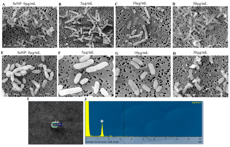 An external file that holds a picture, illustration, etc.
Object name is microorganisms-11-01519-g005.jpg