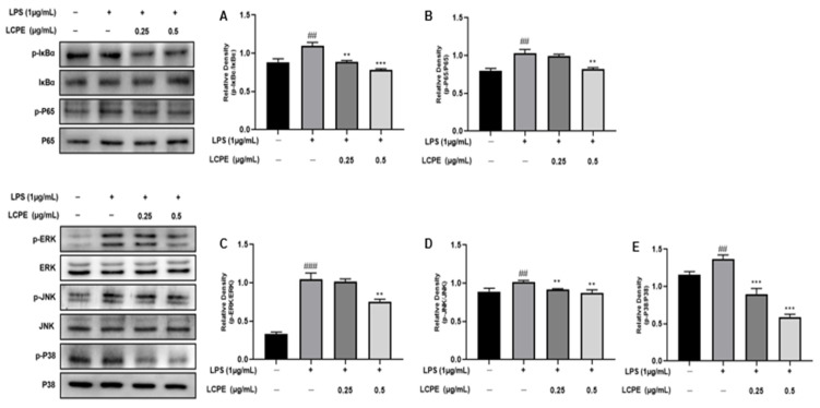 An external file that holds a picture, illustration, etc.
Object name is antioxidants-12-01582-g004.jpg