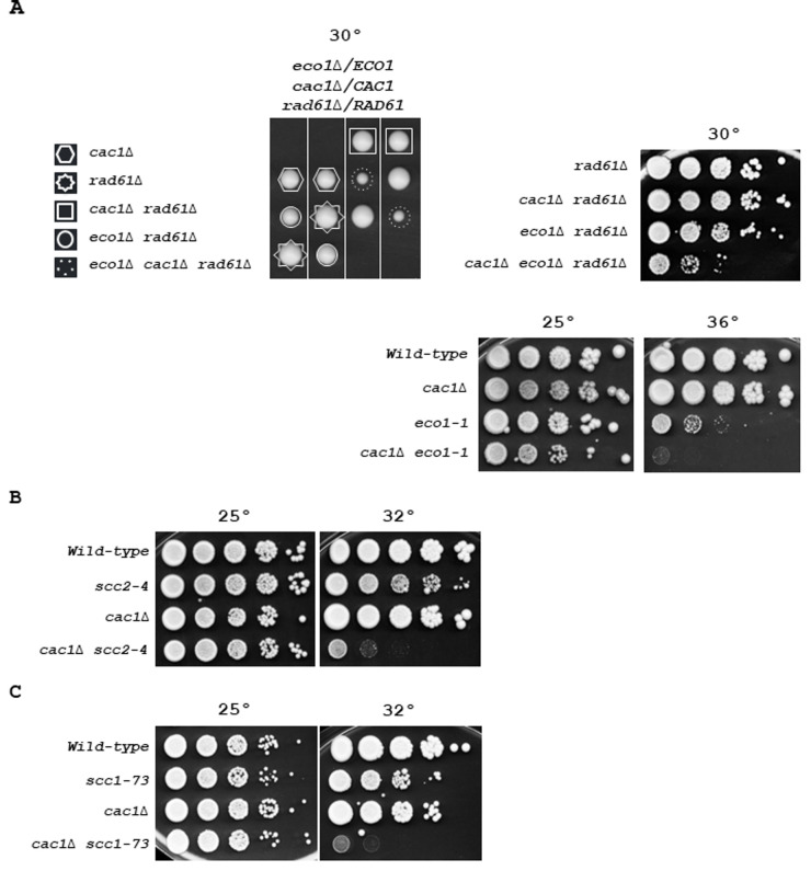 An external file that holds a picture, illustration, etc.
Object name is ces-07-069-g004.jpg