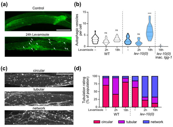 An external file that holds a picture, illustration, etc.
Object name is cells-12-02201-g005.jpg