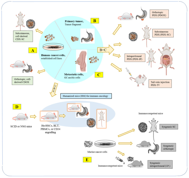 An external file that holds a picture, illustration, etc.
Object name is cancers-15-04352-g001.jpg