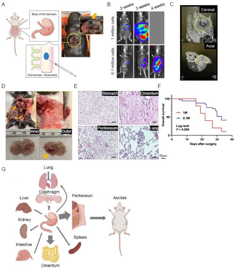 An external file that holds a picture, illustration, etc.
Object name is cancers-15-04352-g002.jpg