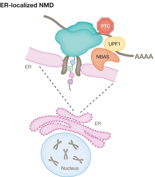 An external file that holds a picture, illustration, etc.
Object name is EMBJ-42-e114378-g006.jpg