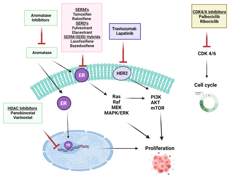 An external file that holds a picture, illustration, etc.
Object name is cancers-15-04689-g005.jpg