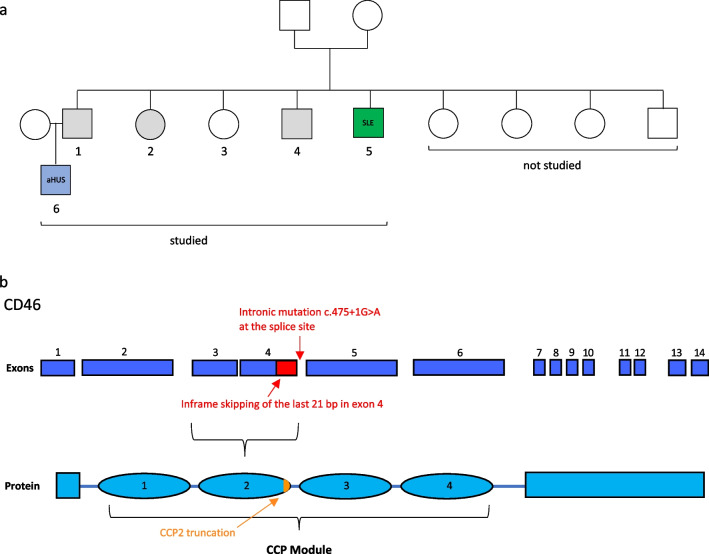 An external file that holds a picture, illustration, etc.
Object name is 10875_2023_1547_Fig1_HTML.jpg