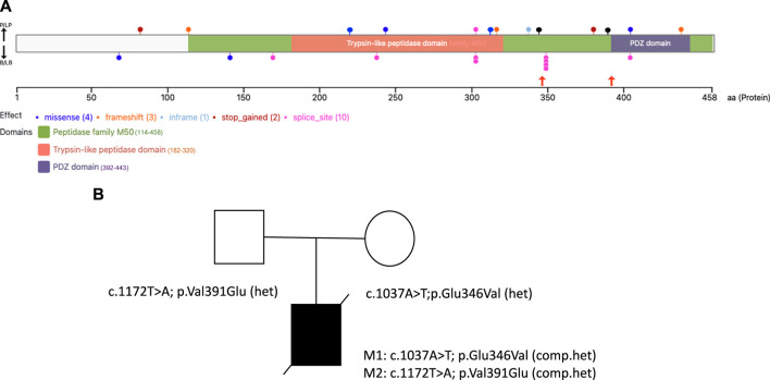 An external file that holds a picture, illustration, etc.
Object name is fgene-14-1298574-g001.jpg