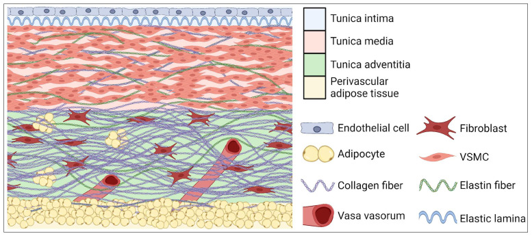 An external file that holds a picture, illustration, etc.
Object name is cells-13-00274-g001.jpg