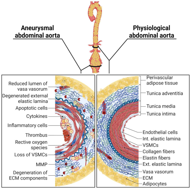 An external file that holds a picture, illustration, etc.
Object name is cells-13-00274-g003.jpg