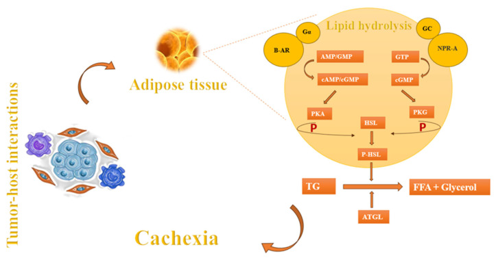 An external file that holds a picture, illustration, etc.
Object name is cells-13-00252-g003.jpg