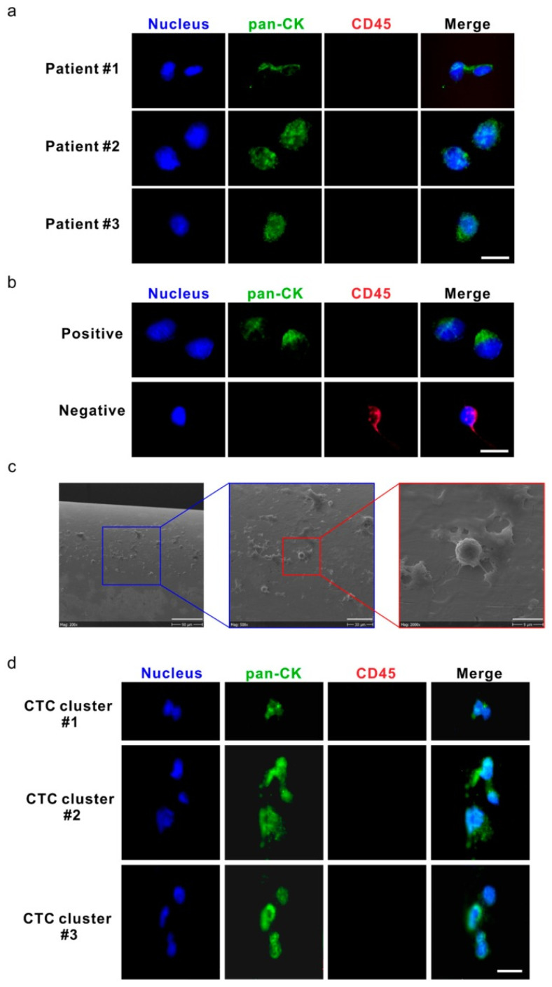 An external file that holds a picture, illustration, etc.
Object name is cancers-16-01213-g002.jpg