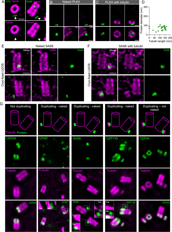 An external file that holds a picture, illustration, etc.
Object name is figs5.jpg