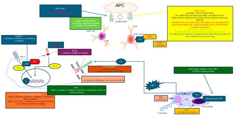 An external file that holds a picture, illustration, etc.
Object name is genes-15-00586-g001.jpg