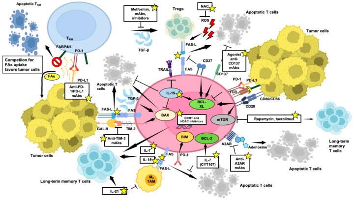 An external file that holds a picture, illustration, etc.
Object name is cells-13-00924-g004.jpg