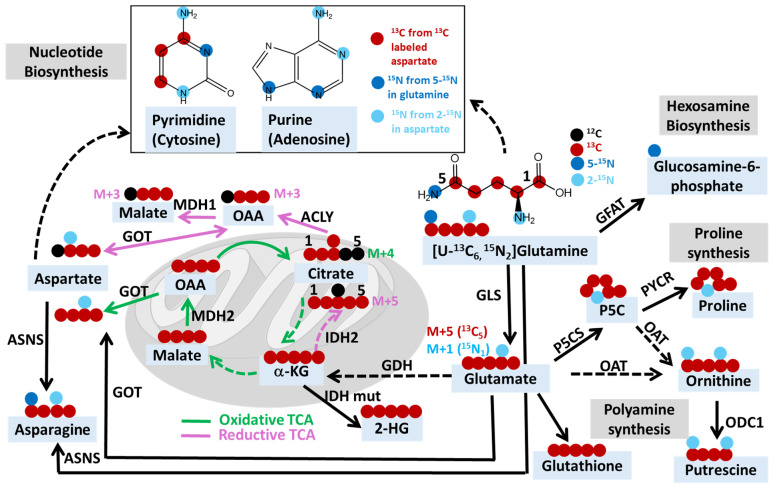 An external file that holds a picture, illustration, etc.
Object name is metabolites-14-00318-g001.jpg