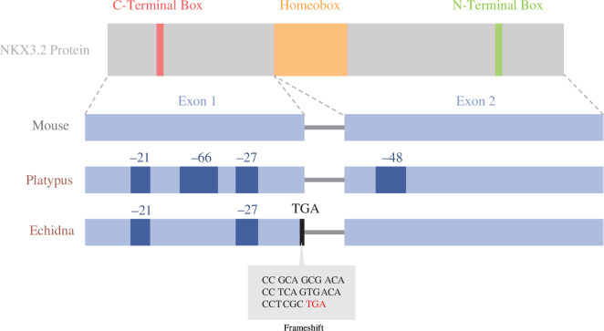 Visualization of Nkx3.2 protein and exon architecture in the mouse, platypus and echidna overlayed with inactivating