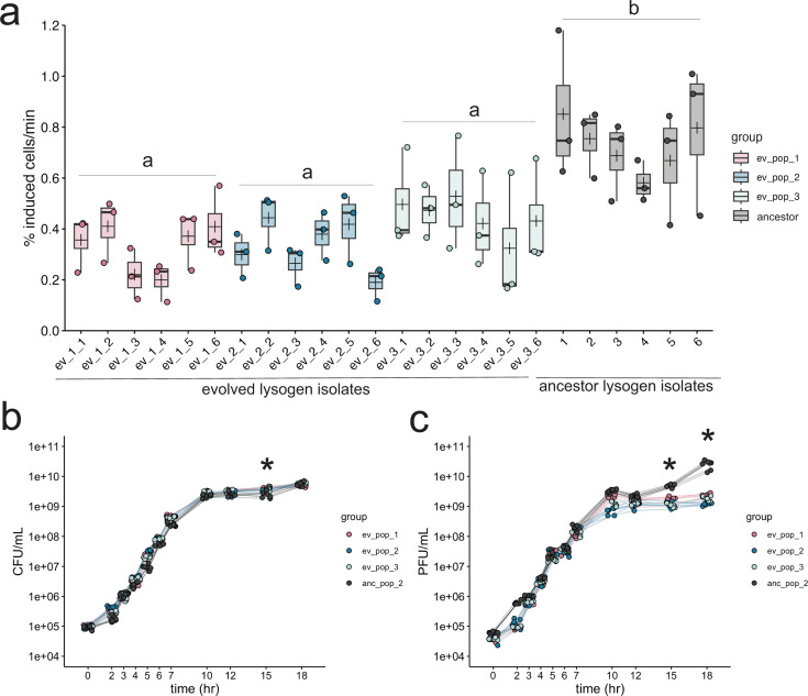 Box plots compare the percentage of induced cells per minute across groups and time points, highlighting significant differences. Line plots depict lysogen isolates  performance over concentrations for ancestor and evolved groups.