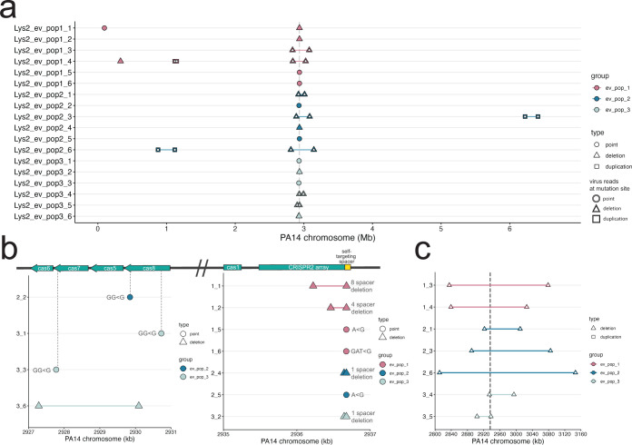 Genomic data depicts the positions and types of mutations across different groups on a chromosome map. Variations in genetic markers between ancestral and evolved populations are highlighted, indicating specific genomic changes.