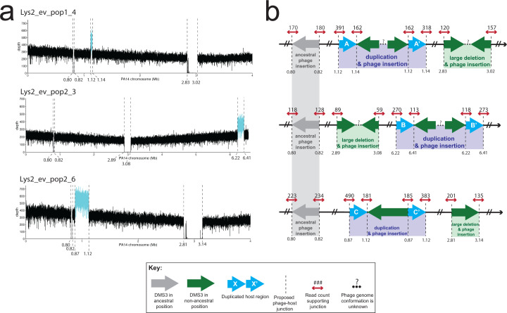 Illustrations display genomic alterations, including deletions, duplications, and phage insertions, along a chromosome. It highlights specific mutation sites with read counts and proposed mechanisms.