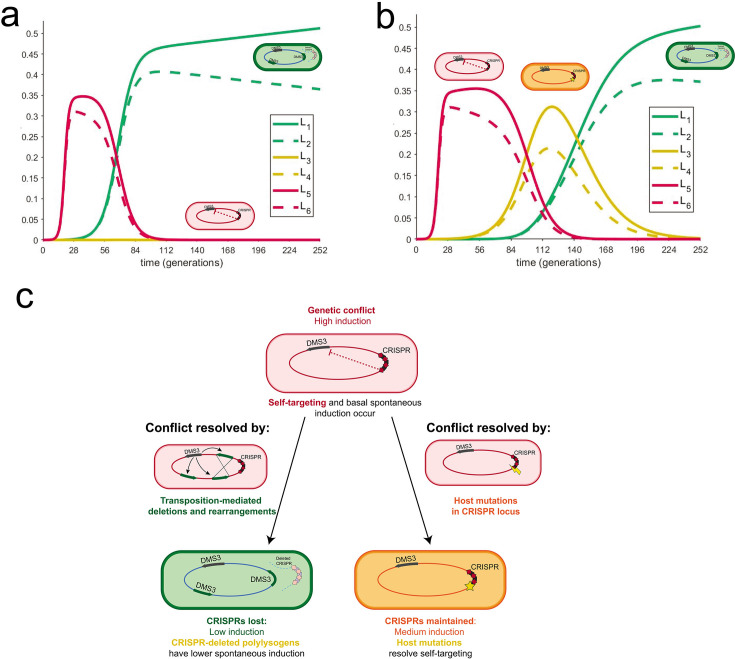 Graphs of population dynamics over generations illustrate the resolution of genetic conflicts through different mechanisms. It includes CRISPR targeting, gene deletion, and self-targeting by host mutations.